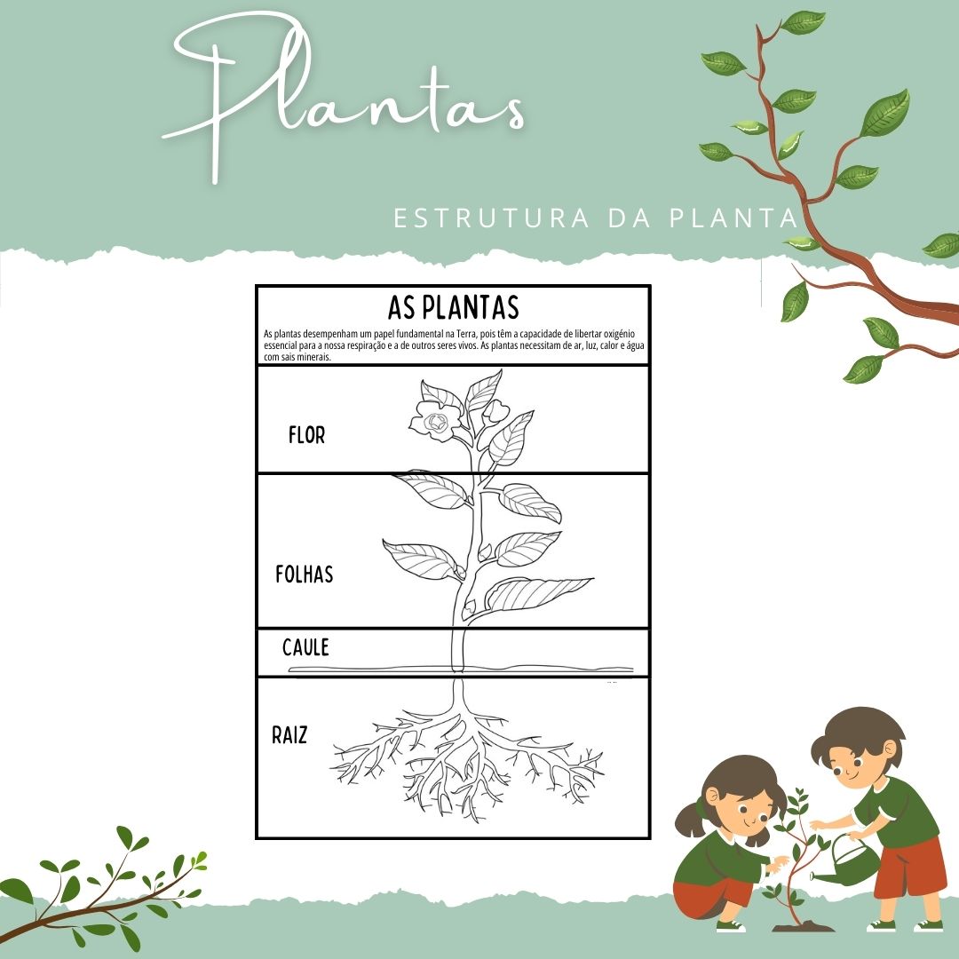 Flipbook - Estrutura da planta